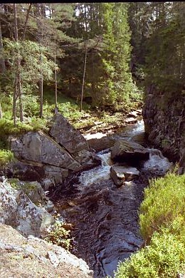 Glen Landscape Tree
